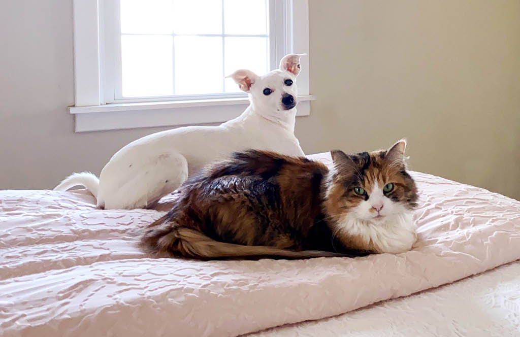 cachorro e gato em deitados em cima da cama.